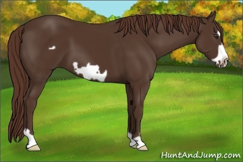 Horse Color:Liver Chestnut Frame