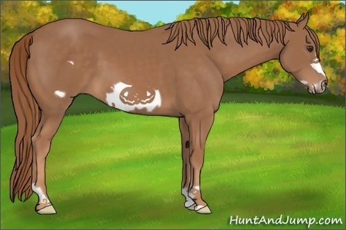 Horse Color:Chestnut Frame
