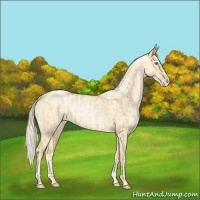 Horse Color:Palomino Roan Pearl  and Palomino Roan Pearl 
