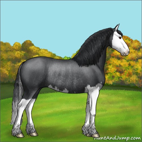 Horse Color:Blue Chinchilla Roan Splash Rabicano 
