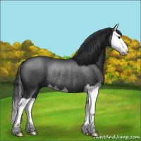 Horse Color:Blue Chinchilla Roan Splash Rabicano 