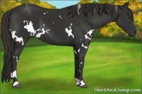 Horse Color:White Spotted Liver Chestnut 