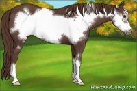 Horse Color:Liver Chestnut Frame 