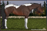 Horse Color:Brown Sabino Tobiano 