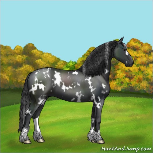 Horse Color:White Spotted Black