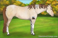 Horse Color:Bay Pearl Dun Sabino Tobiano