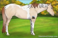 Horse Color:Buckskin Pearl Dun Tobiano Rabicano