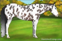 Horse Color:Brown Roan Splash Near Leopard 