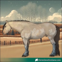 Horse Color:Bay Ice Dun