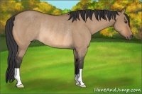 Horse Color:Bay Dun Rabicano 
