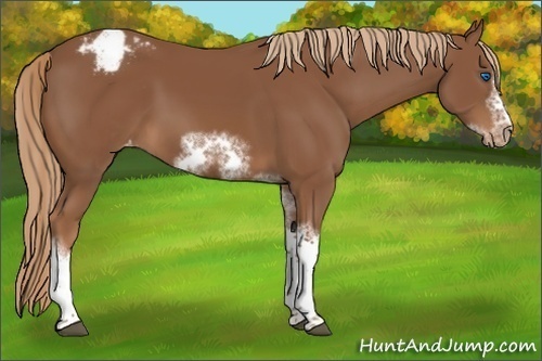 Horse Color:Chestnut Sabino Tobiano Frame Varnish 