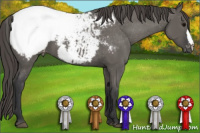 Horse Color:Grullo Appaloosa 