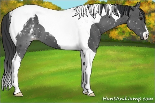 Horse Color:Black Tobiano Appaloosa 