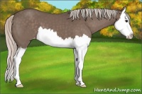 Horse Color:Silver Black Sabino Splash Appaloosa