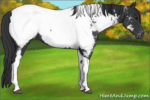 Horse Color:Black Tobiano Appaloosa 