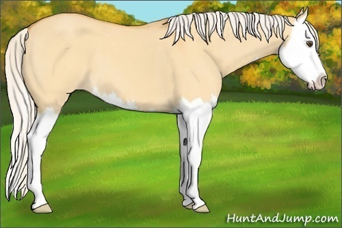Horse Color:Silver Buckskin Dun Splash Varnish 