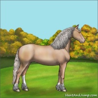 Horse Color:Silver Classic Champagne