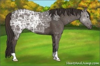 Horse Color:Liver Chestnut Ice 