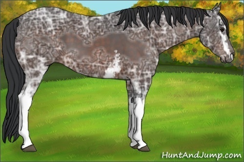 Horse Color:White Spotted Brown Ice 