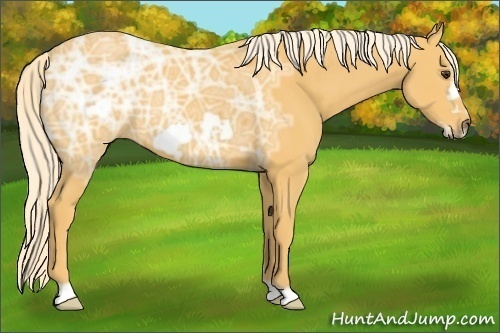 Horse Color:Palomino Ice Frame