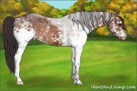 Horse Color:White Spotted Buckskin Ice