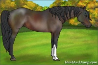 Horse Color:Brown 