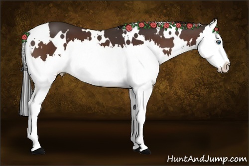 Horse Color:White Spotted Bay Splash 