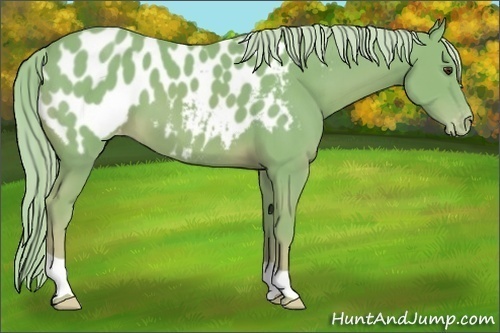 Horse Color:Watercolor Palomino Appaloosa 