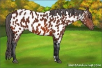 Horse Color:Bay Appaloosa 