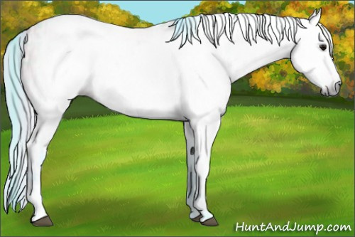 Horse Color:Gray Watercolor Plaid  Buckskin Ice 