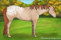 Horse Color:Buckskin Ice Pearl 