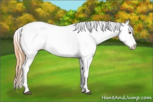 Horse Color:Buckskin Roan Dun Appaloosa 