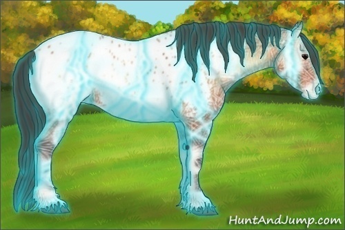Horse Color:Thunderstruck Bay Ice Onyx Appaloosa 