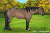 Horse Color:Brown Dun 