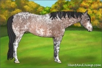 Horse Color:White Spotted Bay Ice Rabicano