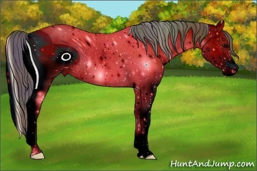 Horse Color:ERROR: UNKNOWN ANOMALY