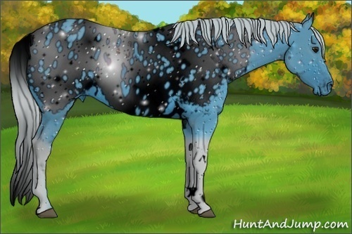 Horse Color:ERROR: UNKNOWN ANOMALY