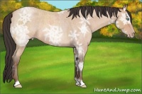 Horse Color:Amber Champagne Ice Roan 