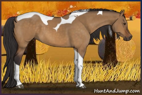 Horse Color:Buckskin Dun Tobiano 