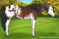 Horse Color:White Spotted Brown Splash Appaloosa 
