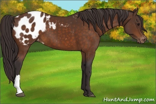 Horse Color:Buckskin Appaloosa 