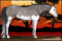 Horse Color:Brown Roan Splash Rabicano 