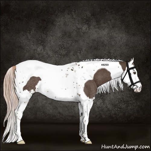 Horse Color:Liver Chestnut Splash Tobiano Rabicano 