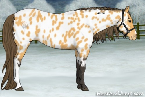 Horse Color:Buckskin Near Leopard 