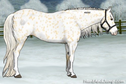 Horse Color:Palomino Appaloosa 