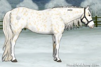 Horse Color:Palomino Appaloosa 