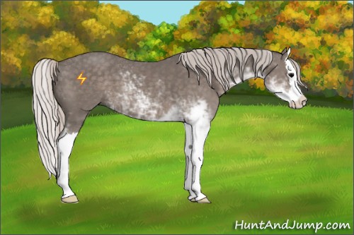 Horse Color:Silver Black Sabino Splash 