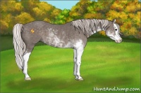 Horse Color:Silver Black Sabino Splash