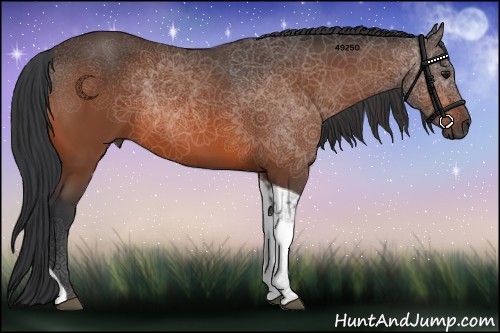 Horse Color:Bay Tobiano Rabicano 