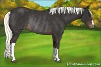 Horse Color:Liver Chestnut Appaloosa Rabicano 